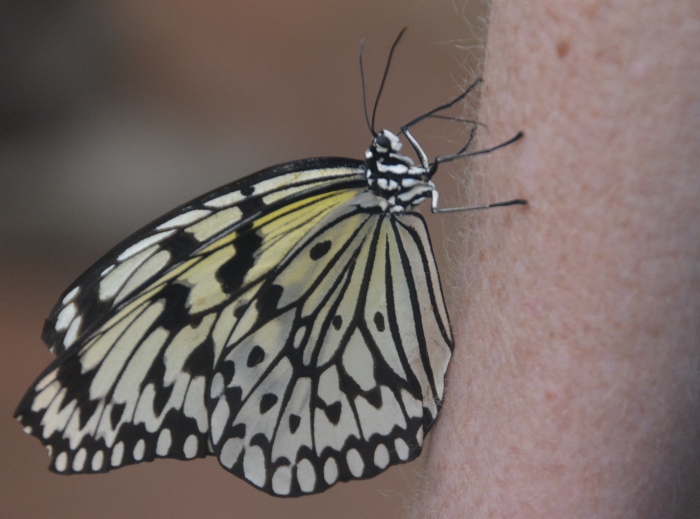 butterfly exhibit